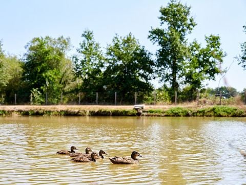 Vodatent Camping Paradis La Bretonniere - Camping Vendée - Image N°20