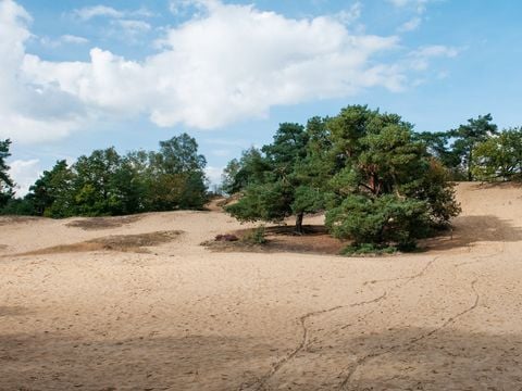 Recreatieoord Wilhelm Tell - Camping Limburg Belge - Image N°28