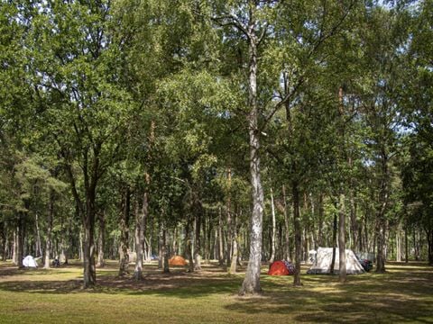 Camping de Binnenvaart - Camping Limburg Belge - Image N°5