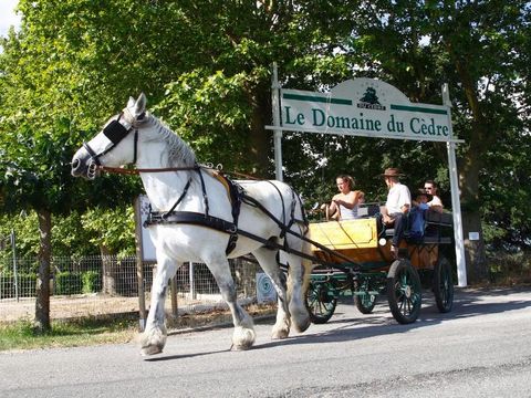 Camping  Le Domaine du Cèdre - Camping Tarn - Image N°42