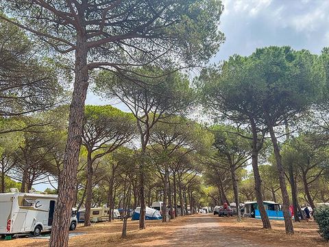 Camping La Tamarissière - Camping Hérault - Afbeelding N°5