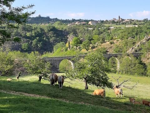 Camping Le Viaduc - Camping Ardèche - Image N°23