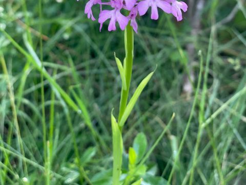 Camping Flower La Pibola - Camping Ariege - Image N°37