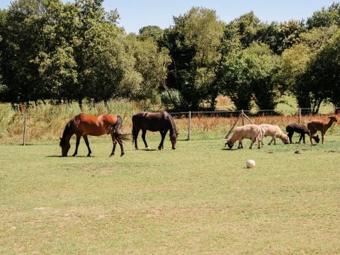 Camping maeva Respire Domaine de Kervallon - Camping Morbihan - Image N°17