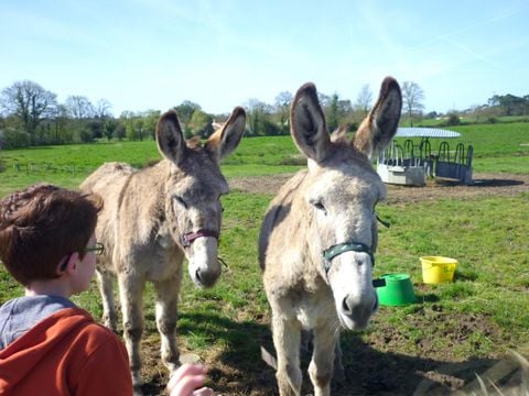 Camping Le Ragis - Camping Vendée - Image N°38