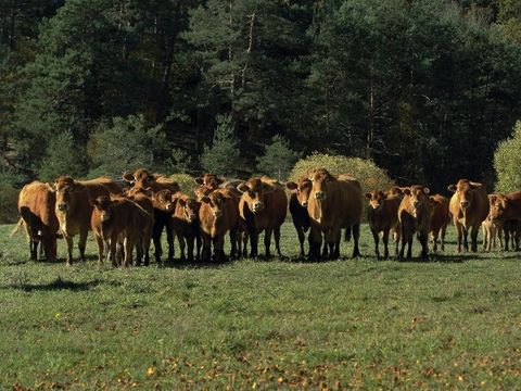 Camping Village des Monedières  - Camping Corrèze - Image N°62