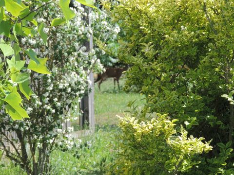 CHALET 4 personnes - CANTAL