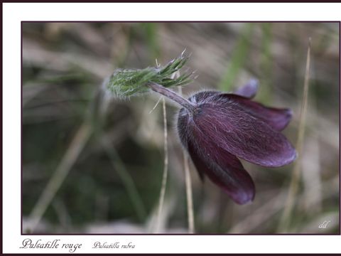 Flower Camping de Mars - Camping Loire - Image N°52