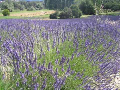 Flower Camping Les Truffières - Camping Drome - Image N°87