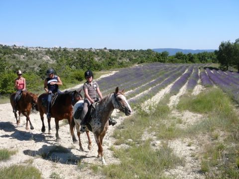 Flower Camping Provence Vallée - Camping Alpes-de-Haute-Provence - Image N°42