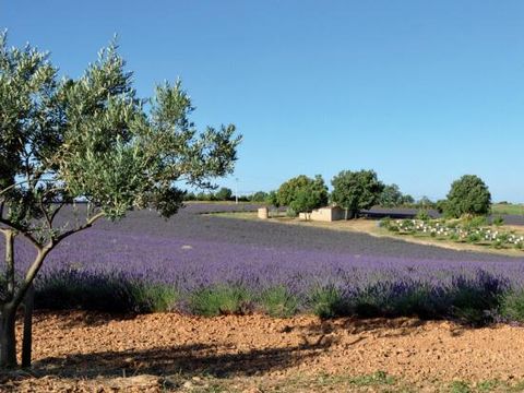 Flower Camping Provence Vallée - Camping Alpes-de-Haute-Provence - Image N°32