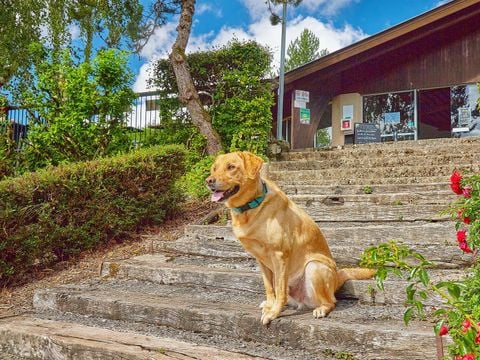 Camping Les Terrasses du Lac  - Camping Aveyron - Image N°29