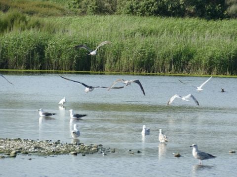 Camping La Corniche - Camping Finistère - Image N°33