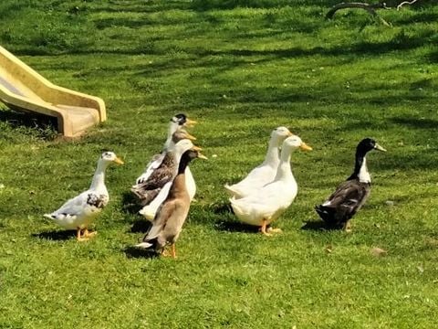 Camping Les Peupliers - Camping Finistère - Image N°36