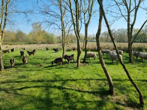 Camping Paradis - Domaine de Bellevue - Camping Vendée - Image N°68