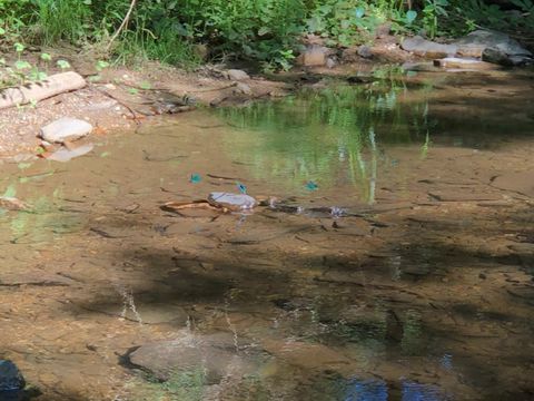 Camping Moulin de Chaules  - Camping Cantal - Image N°26