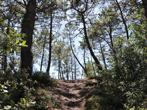 Domaine des Pins   - Camping Vendée - Image N°31