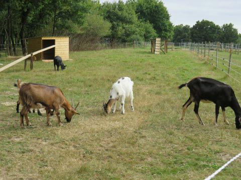 Camping Les P'tites Maisons dans la Prairie - Camping Vendée - Image N°20