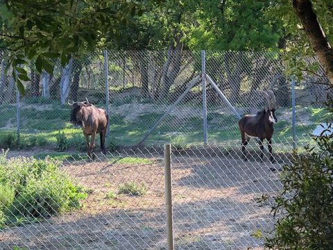 Camping La Grange Neuve - Camping Aude - Image N°10