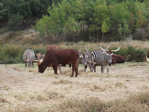 Camping La Grange Neuve - Camping Aude - Image N°42