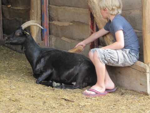 Camping Ferme Pédagogique de Prunay - Camping Loir-et-Cher - Image N°39