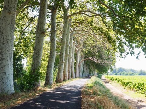 Camping Les Berges du Canal - Camping Hérault - Image N°36