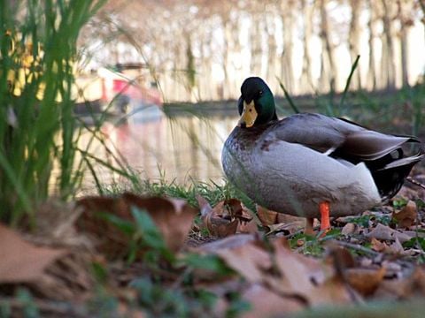 Camping Les Berges du Canal - Camping Hérault - Image N°67