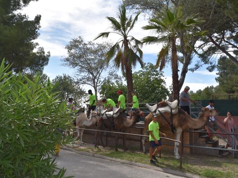 Camping Marina Plage - Camping Bouches-du-Rhône - Image N°32