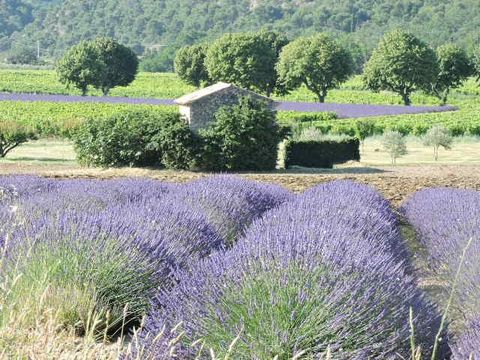 Camping les Terrasses Provençales - Camping Drome - Image N°16