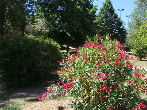 Flower Camping  Le Lac De Thesauque - Camping Haute-Garonne - Image N°43