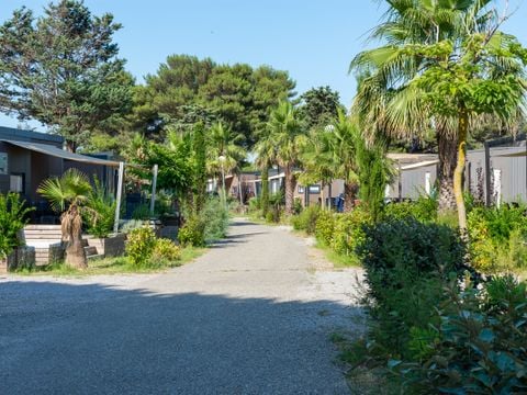 Domaine Les Mûriers - Camping Hérault - Image N°7