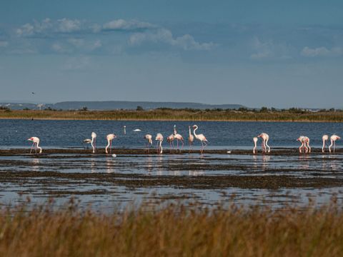 Camping Les Bois Flottés - Camping Bouches-du-Rhône - Afbeelding N°2