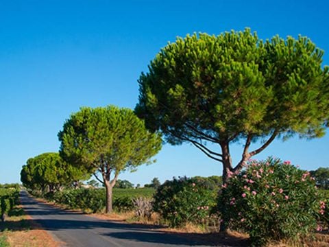 Domaine De Montrose - Camping Hérault - Image N°24