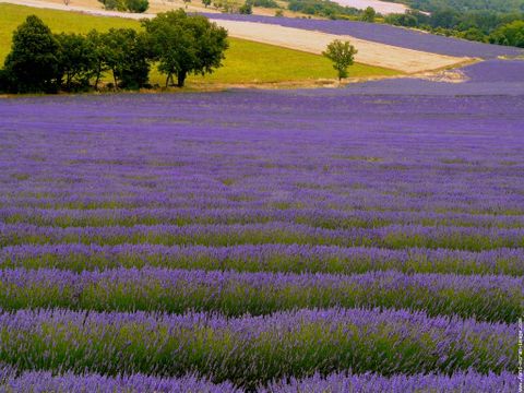 Flower Camping Les Paillotes en Ardeche - Camping Ardeche - Image N°43