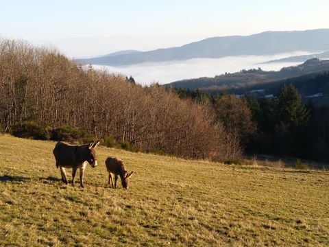 Aire Naturelle de Camping Les Cerisiers - Camping Loire - Image N°25