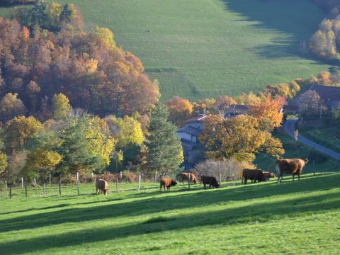 Aire Naturelle de Camping Les Cerisiers - Camping Loire - Image N°10