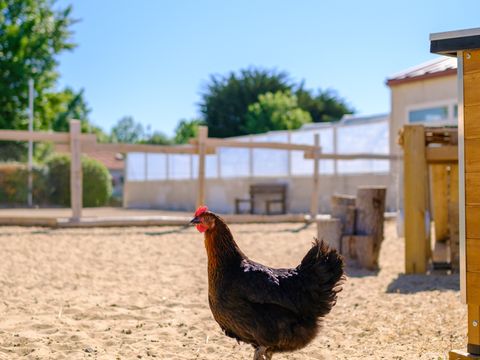 Camping Le Grand Pré - Camping Vendée - Afbeelding N°5