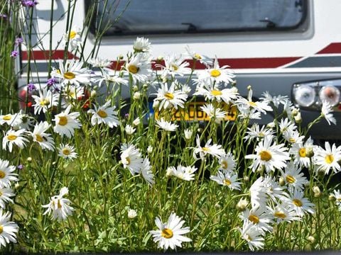 Flower Camping Le Petit Paris - Camping Vendée - Image N°27