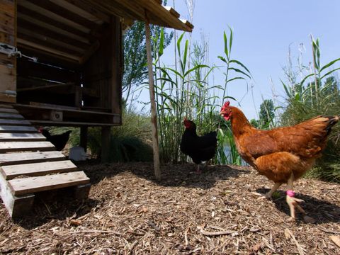 Camping La Ningle - Camping Vendée - Image N°10