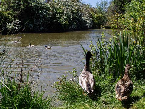 Camping Mirabel Les Prairies de la Mer - Camping Calvados - Image N°50