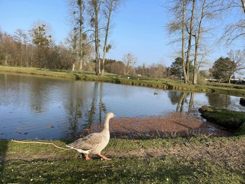 Domaine Verte Vallée - Camping Pas-de-Calais - Image N°16