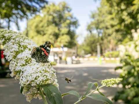 Vakantiepark de Bergen - Camping Brabant-du-Nord - Image N°25