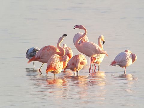 Summio Vakantiepark Zeedijk - Camping Goeree-Overflakkee