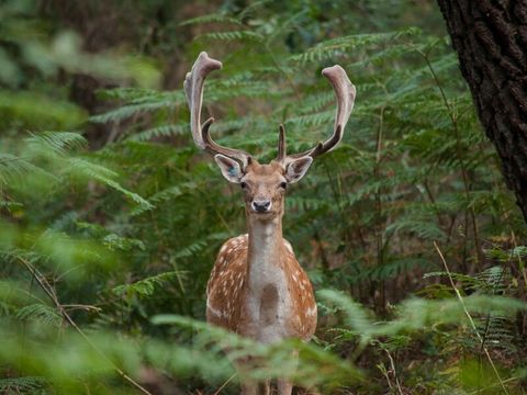 Center Parcs - Domaine Le Bois aux Daims - Camping Vienne - Image N°37