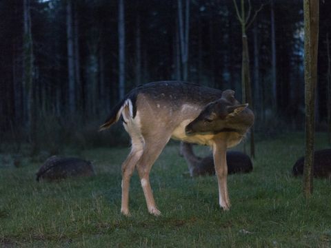 Center Parcs - Domaine Le Bois aux Daims - Camping Vienne - Image N°3