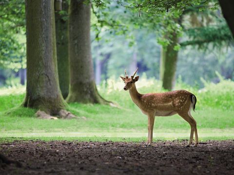 Center Parcs - Domaine Le Bois aux Daims - Camping Vienne - Image N°6