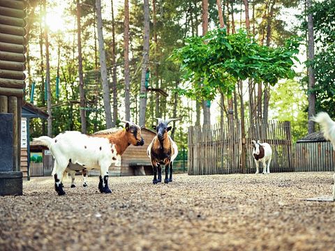 Center Parcs - Domaine des Hauts de Bruyères - Camping Loir-et-Cher - Image N°32