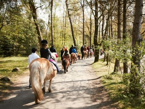 Center Parcs Het Meerdal - Camping Horst an der Maas - Image N°36