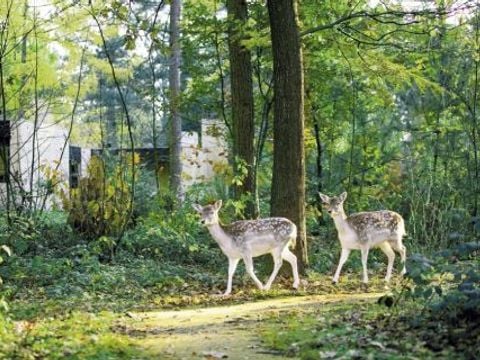 Center Parcs Het Meerdal - Camping Horst an der Maas - Image N°27