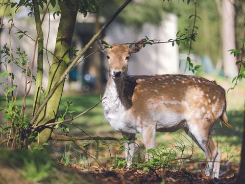 Center Parcs Het Meerdal - Camping Horst an der Maas - Image N°103